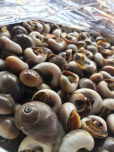 AF1QipNe VNKo5sG1FTIbK tLE5hB0m1opNmUNAt4FQSs572 k no