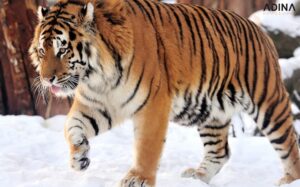 Đặt tên công ty hợp tuổi Dần 1 Đặt tên công ty hợp tuổi Dần