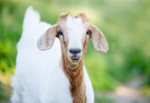 Đặt tên công ty hợp tuổi Mùi