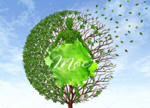 Đặt tên công ty hợp mệnh Mộc 1 Đặt tên công ty hợp mệnh mộc